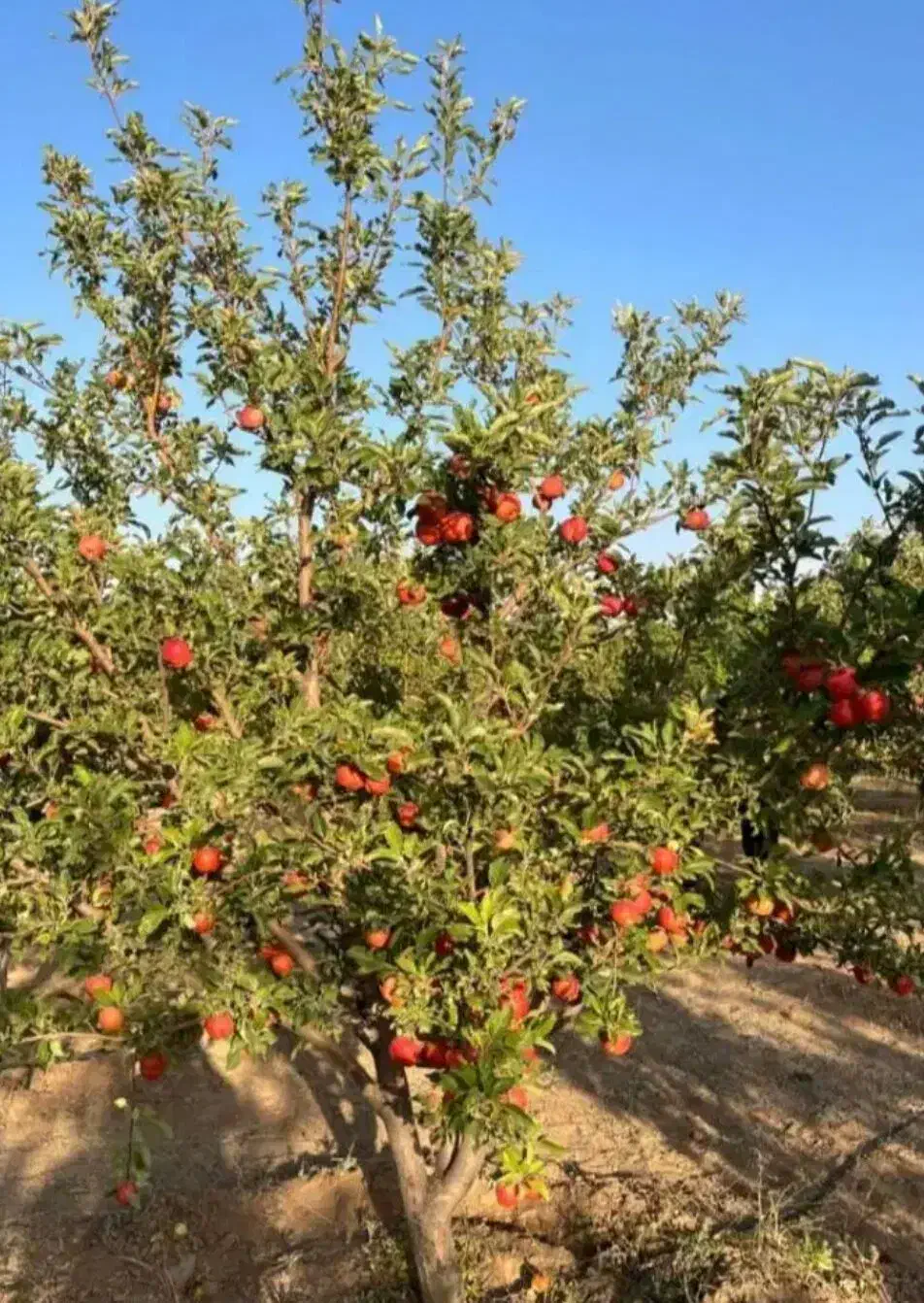 باغشهر ساوالان|فروش خانه و ویلا|باغ حلی, |دیوار