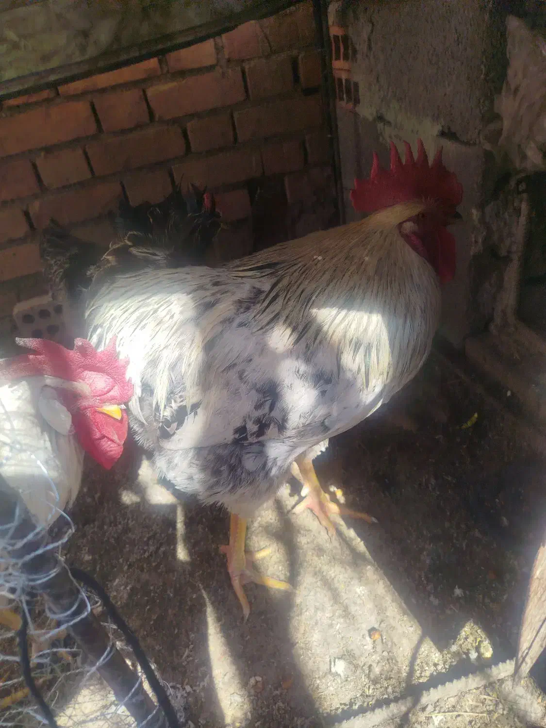 خروس|حیوانات مزرعه|چترود, |دیوار