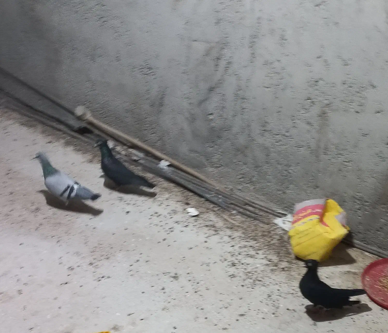 کبوتر زاغ|پرنده|سعدآباد, |دیوار