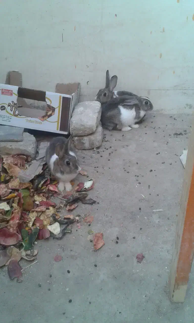 سه عدد خرگوش.|موش و خرگوش|زابل, |دیوار