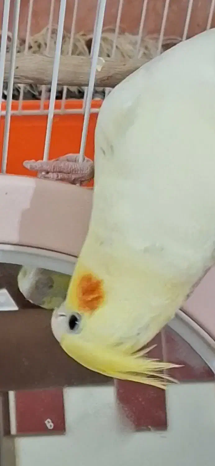 عروس هلندی گمشده|حیوانات|دزفول, |دیوار