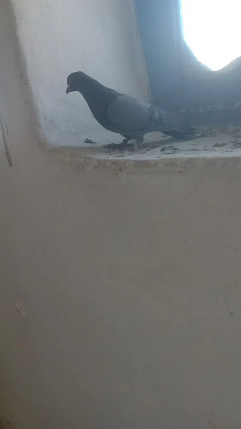 5 عدد کبوتر پرشی ساعت بالا|پرنده|بوکان, |دیوار