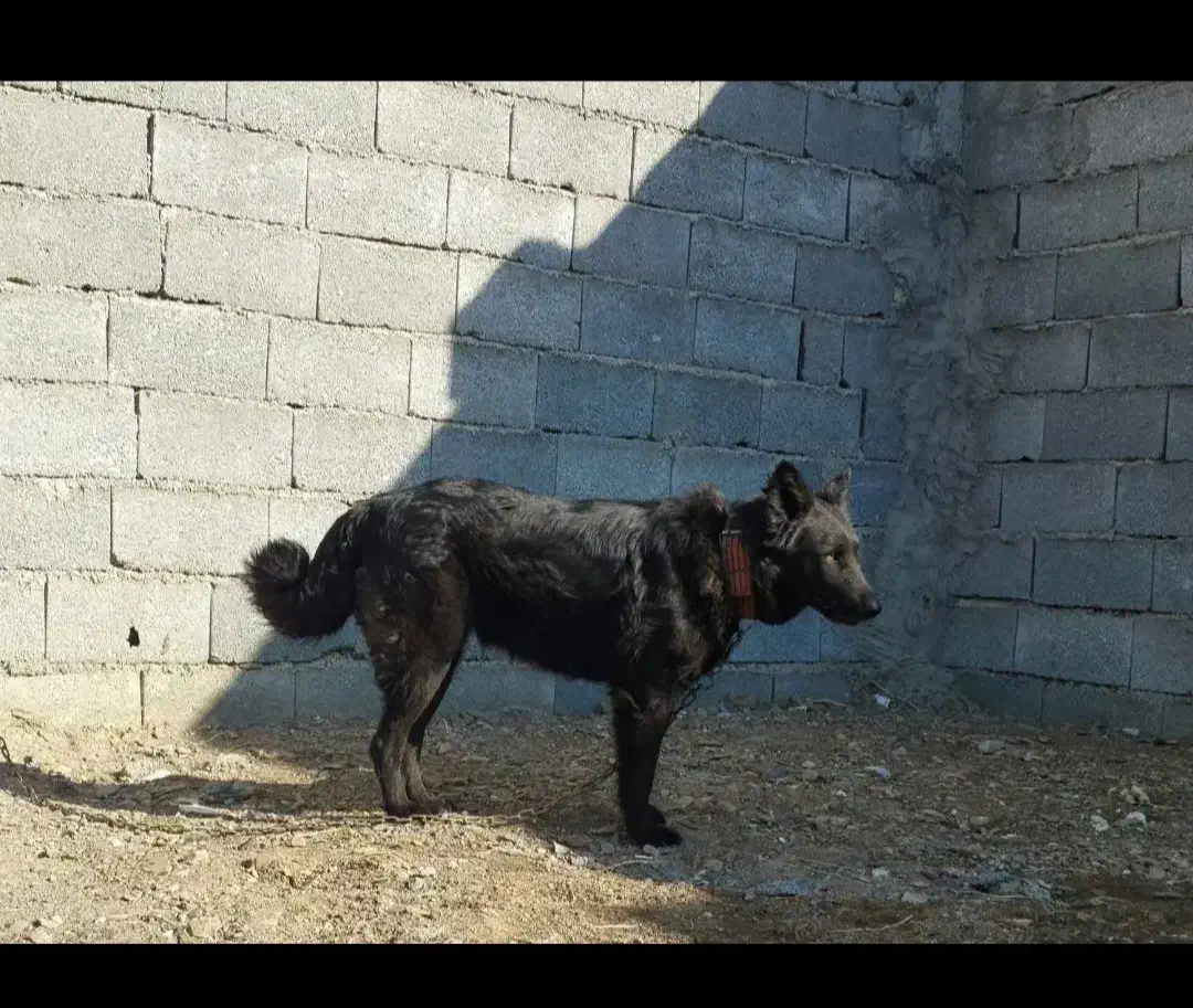 ماده ژرمن|سگ|مشهد, میان ولایت|دیوار