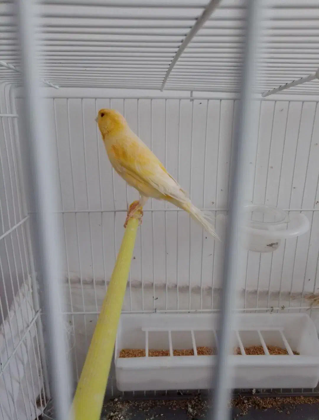 قناری و سهره|پرنده|کلیائی, |دیوار