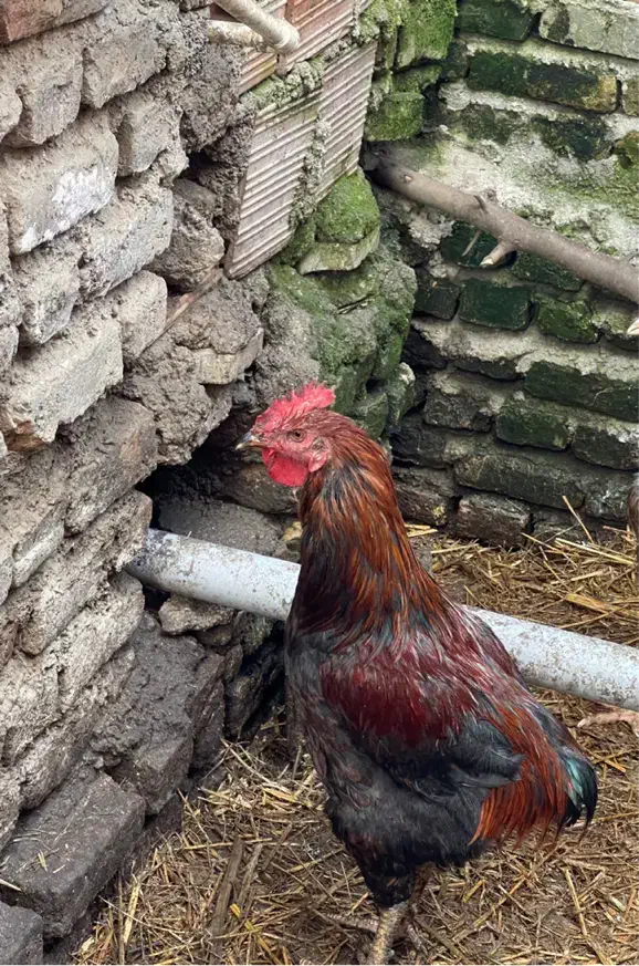 خروس هیکلی|حیوانات مزرعه|سرخنکلاته, |دیوار