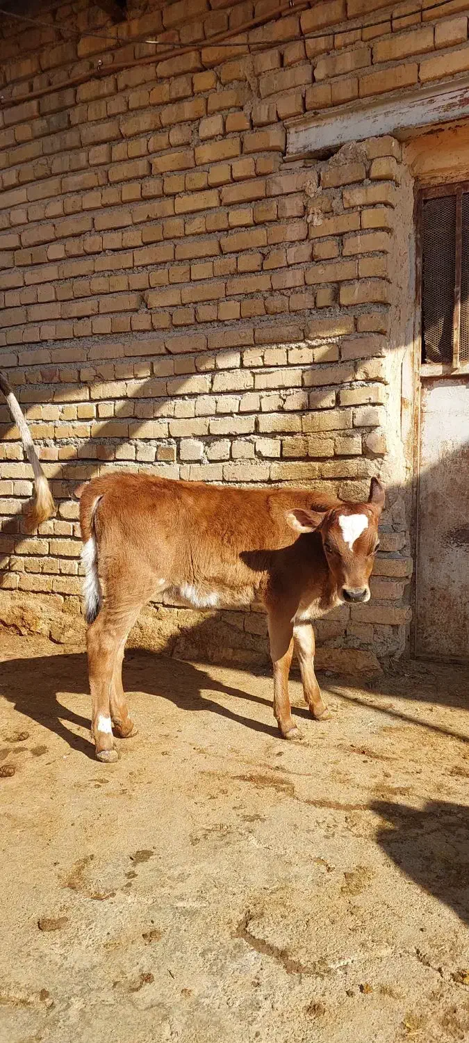 گوساله مادهجرسی|حیوانات مزرعه|ماهیدشت, |دیوار