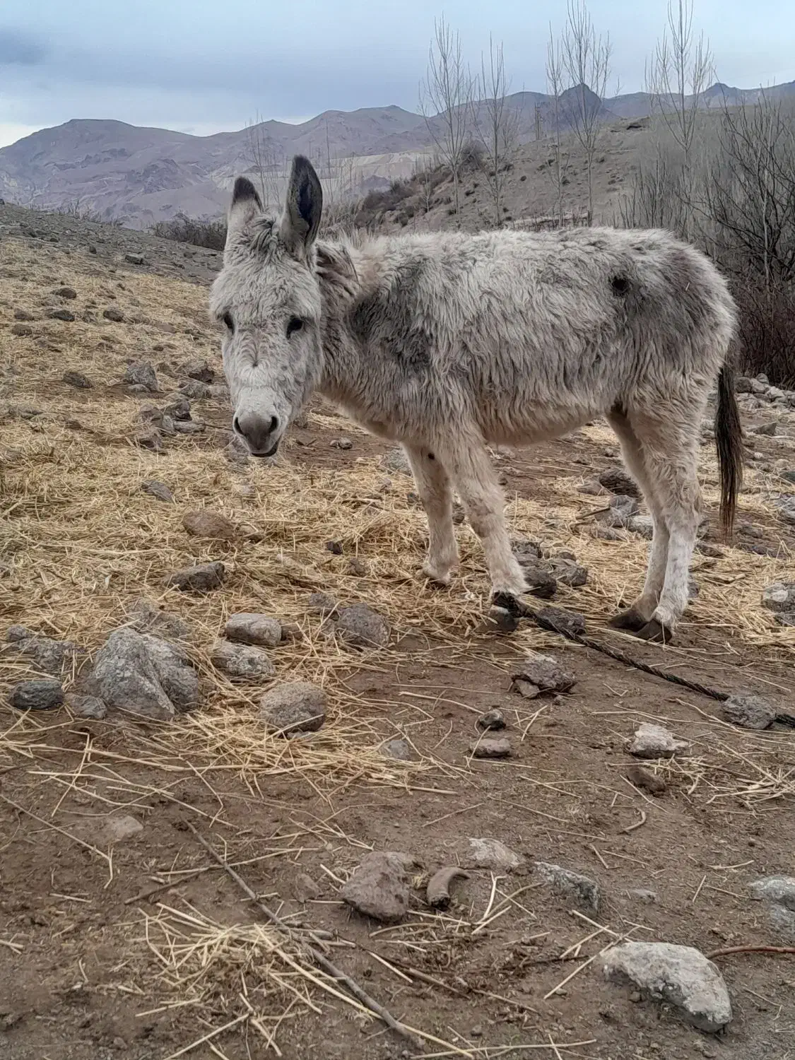 الاغ ماده|حیوانات مزرعه|مشگین شهر, |دیوار