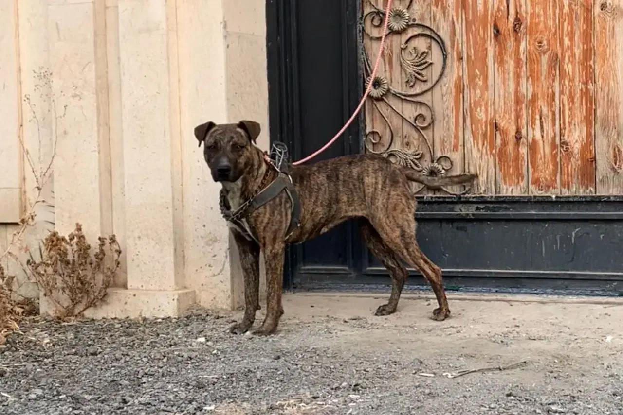 سگ پیتبول|سگ|جوادآباد, |دیوار