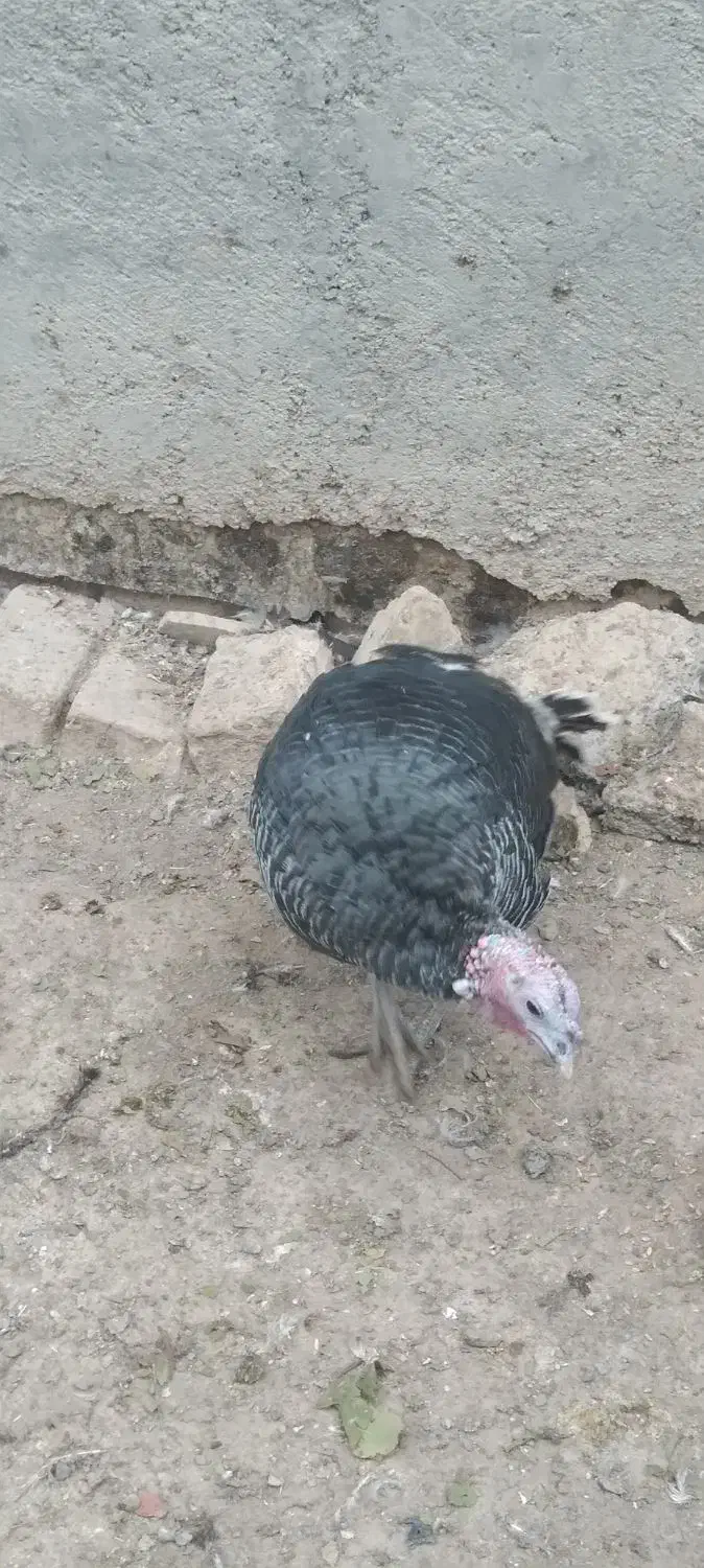 بوقلمون نر وماده|حیوانات مزرعه|معصومیه, |دیوار