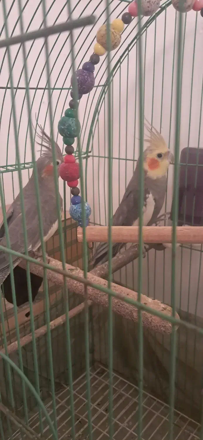 عروس هلندی|پرنده|آستانه اشرفیه, |دیوار