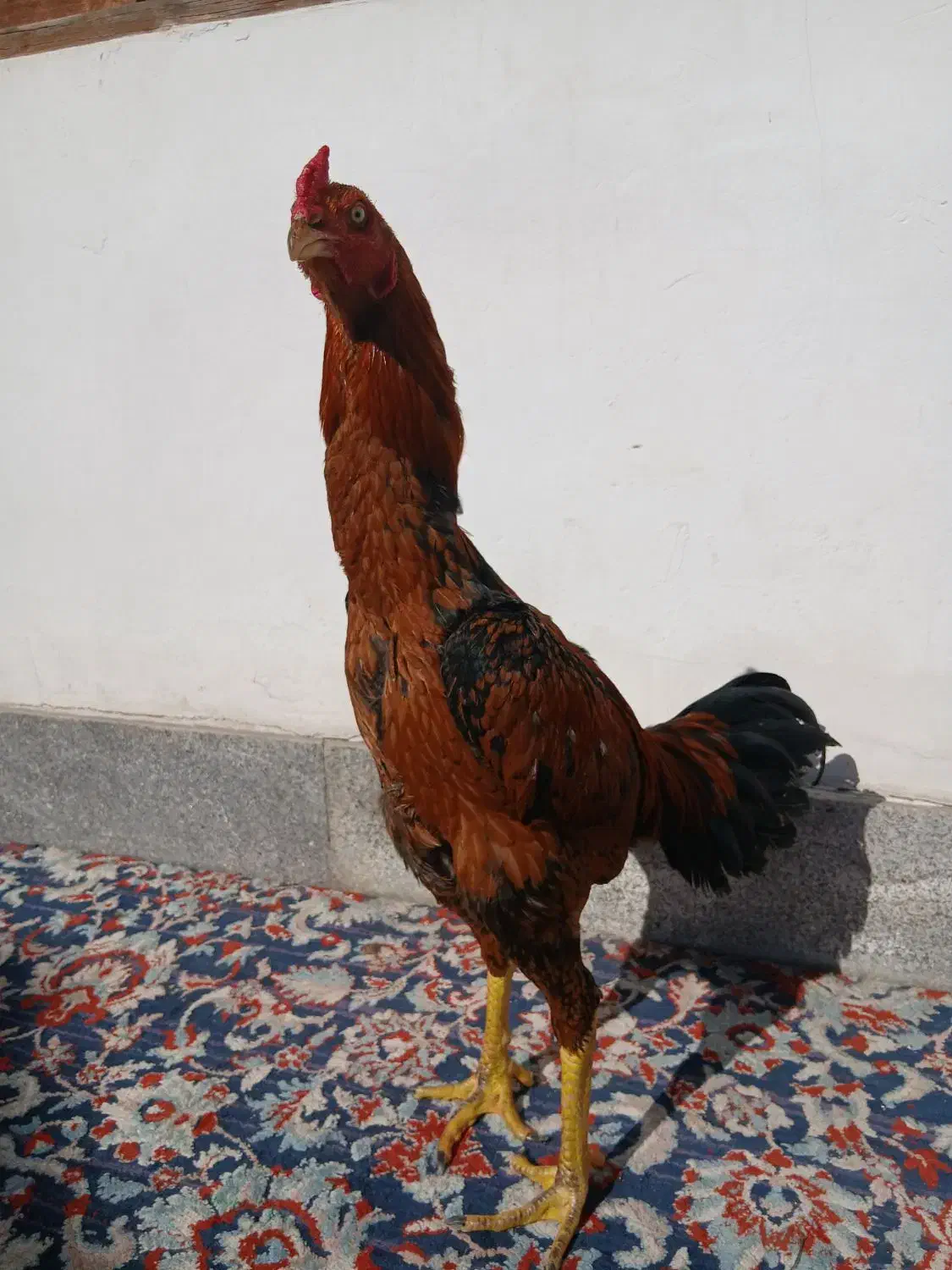 خروس لاری|حیوانات مزرعه|رشت, بیجارپس|دیوار