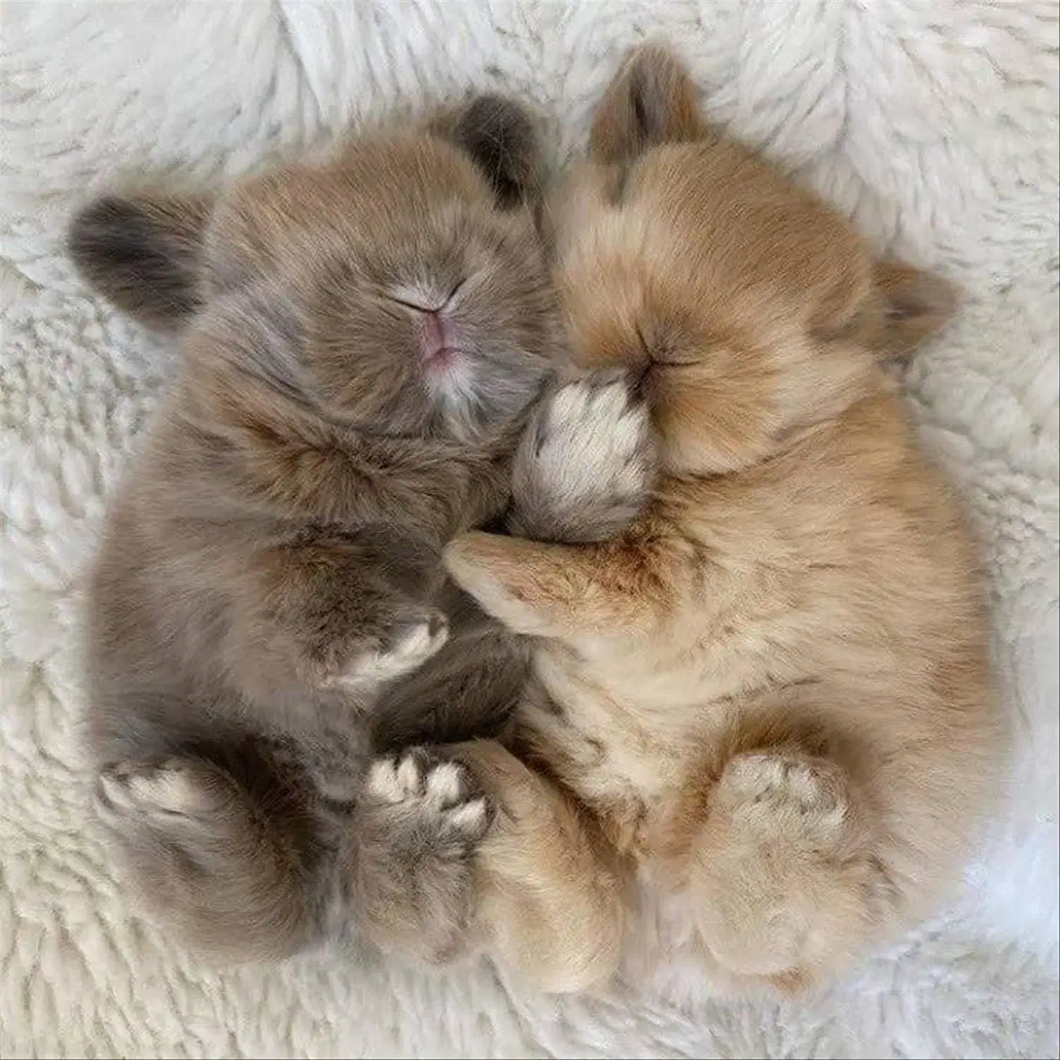 باگز بانی لوپ باهوش مینیاتوری خرگوش|موش و خرگوش|اصفهان, جلفا|دیوار