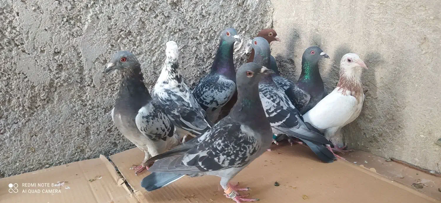 ده کبوتر پلاکی|پرنده|خورموج, |دیوار