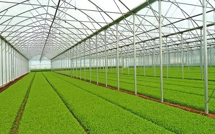 گلخانه هیدروپونیک شبستر|فروش دفتر صنعتی، کشاورزی، تجاری|شبستر, |دیوار