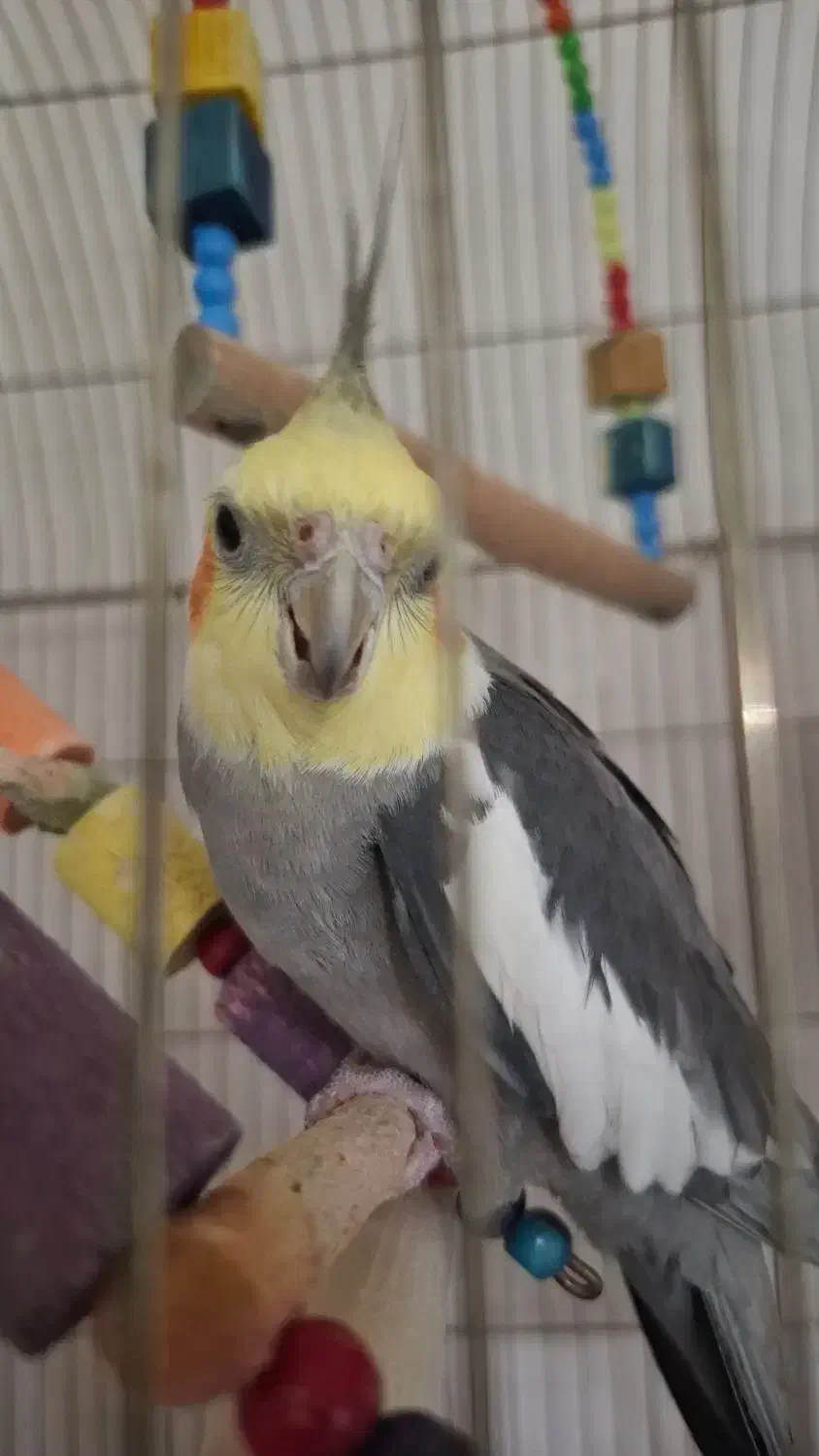 عروس هلندی سخنگو دستی به همراه وسایل|پرنده|ماهدشت, |دیوار