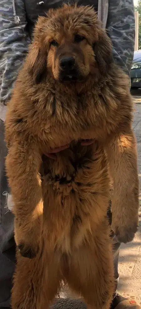 فروش سگ ماستیف تبتی سگ غولپیکر|سگ|کرج, عظیمیه|دیوار