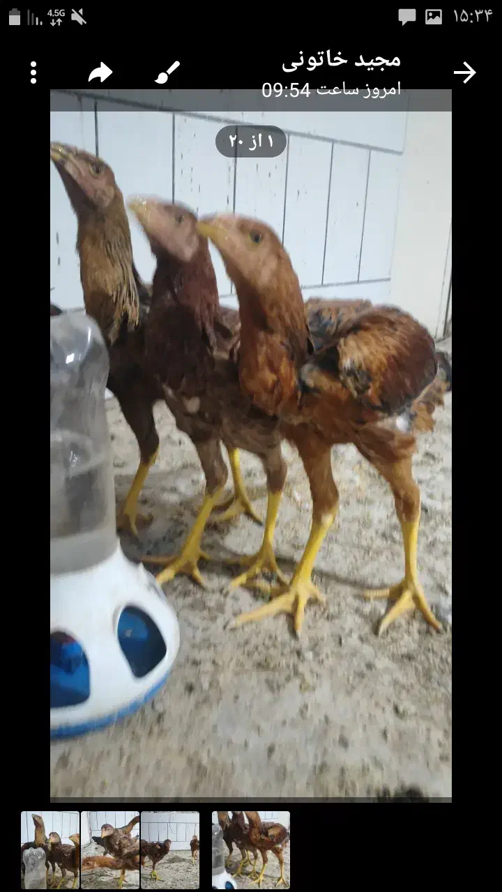 مرغ وخروس لاری|حیوانات مزرعه|گناباد, |دیوار