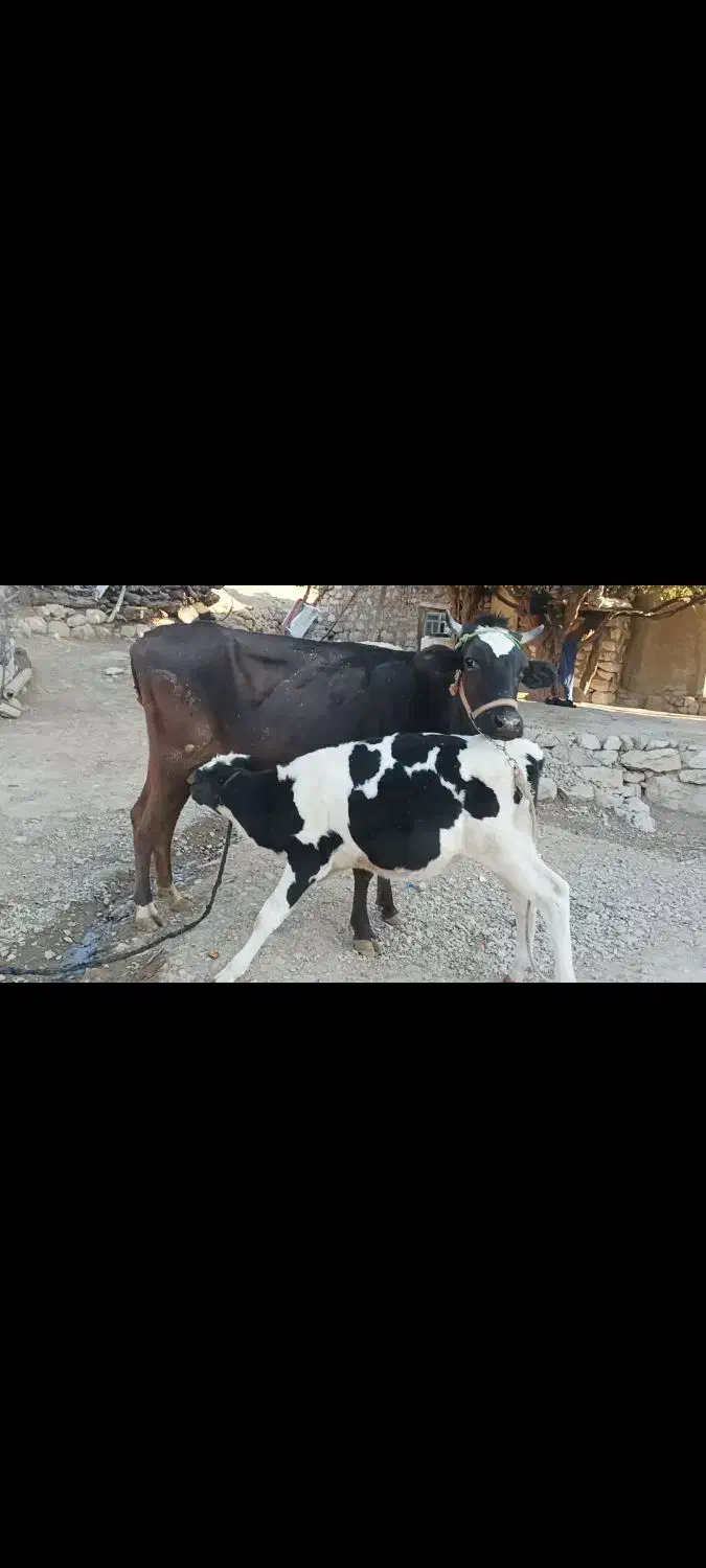 گاوسوئسی باگوساله نر نژاد هلشتاین|حیوانات مزرعه|پاپی, |دیوار