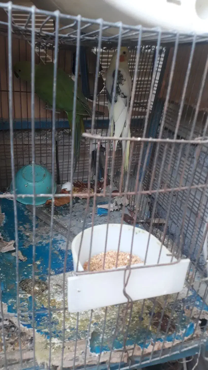 عروسهلندی|پرنده|راسک, |دیوار