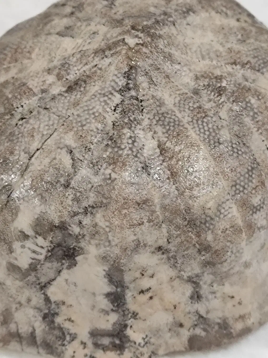 فسیل عروس دربایی|کلکسیون اشیاء عتیقه|تهران, حکیمیه|دیوار