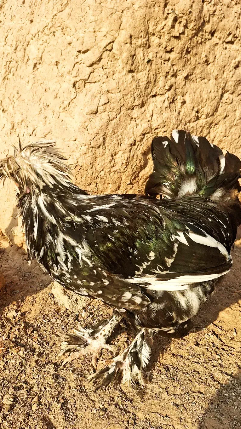 خروس سلطان|حیوانات مزرعه|کاشمر, |دیوار