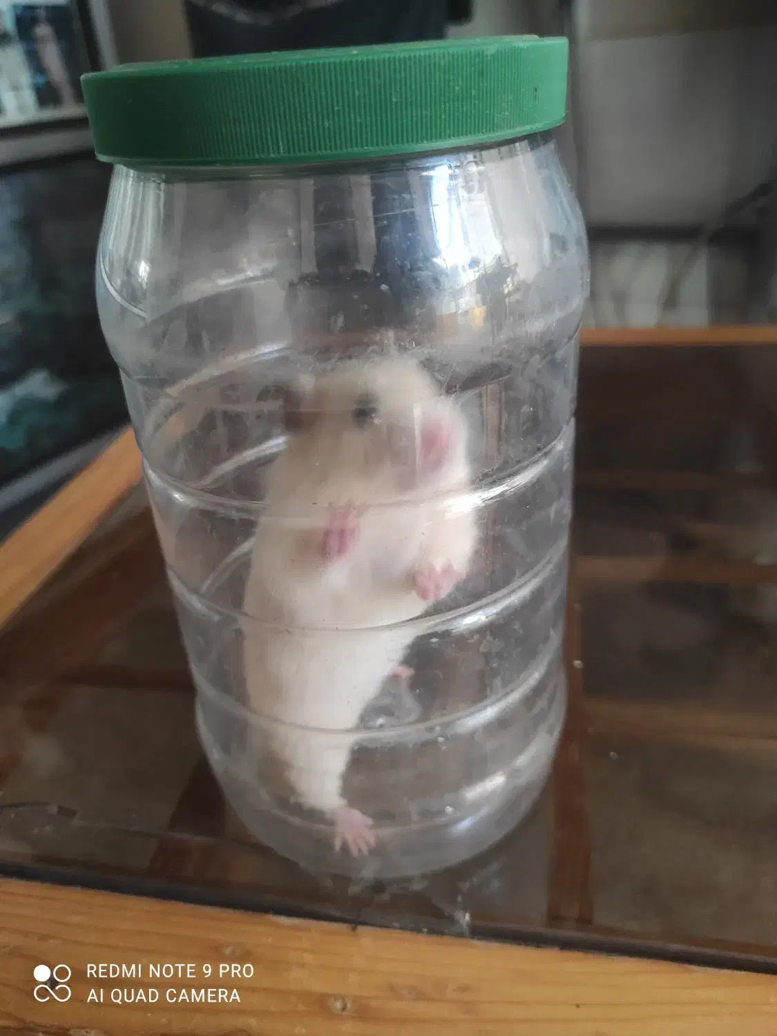 همستر|موش و خرگوش|سنندج, |دیوار