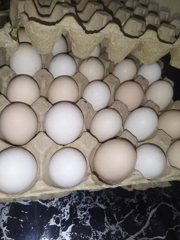 تخم مرغ ۱۰۰ درصد نطفه دار|حیوانات مزرعه|مرودشت, شهرک مهدیه|دیوار