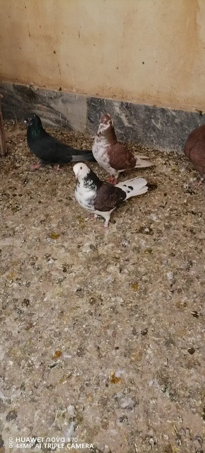 کفتر یه جایی|پرنده|قم, باغ شریفی|دیوار