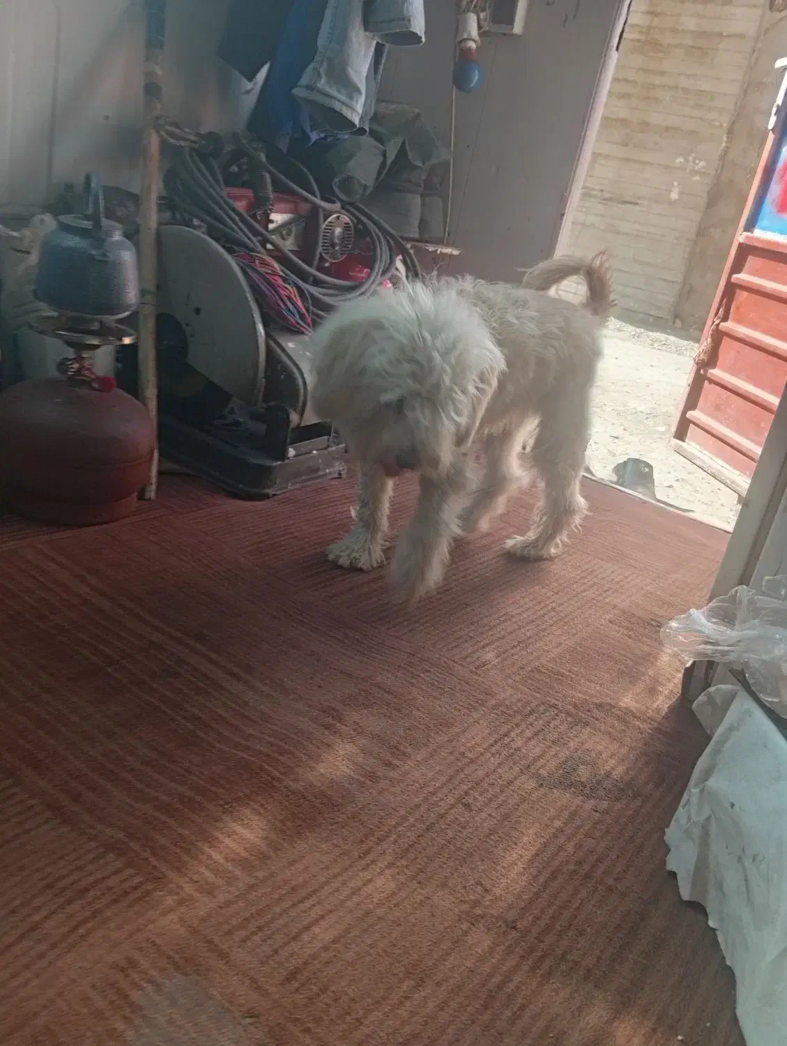 سگ شیتزو|سگ|مشهد, امیریه|دیوار