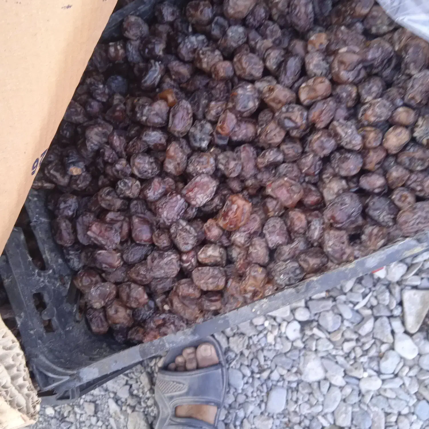 خرما مرداسنگ درجه یک|خوردنی و آشامیدنی|توکهور, |دیوار