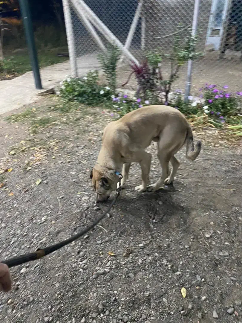 کانگال (میکسد)|سگ|مرند, |دیوار