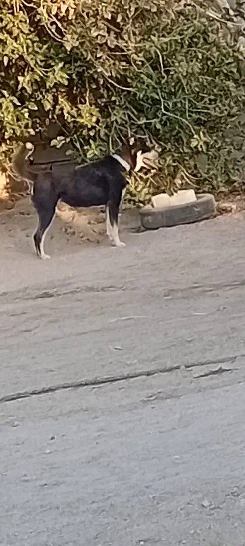 سگ فروشی|سگ|گنبکی, |دیوار