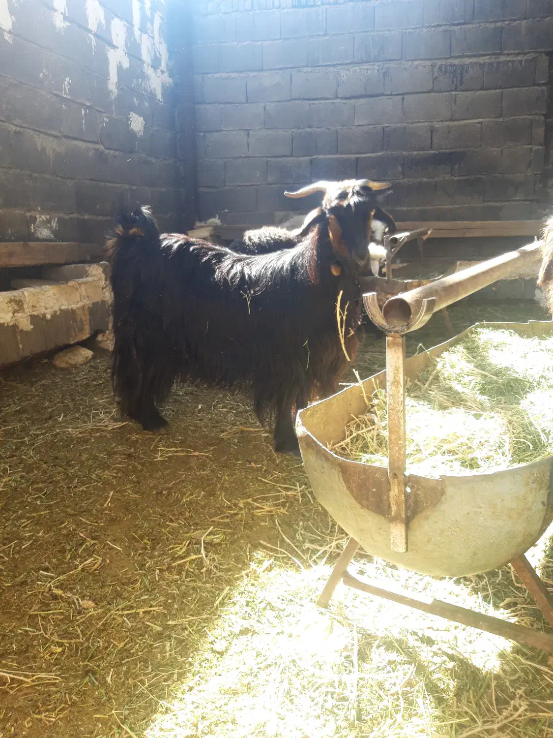 کلار ناری درجه یک|حیوانات مزرعه|شهرکرد, |دیوار