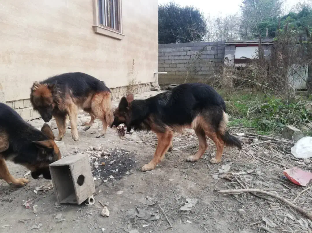 سگ ماده ژرمن شپرد|سگ|شفت, |دیوار