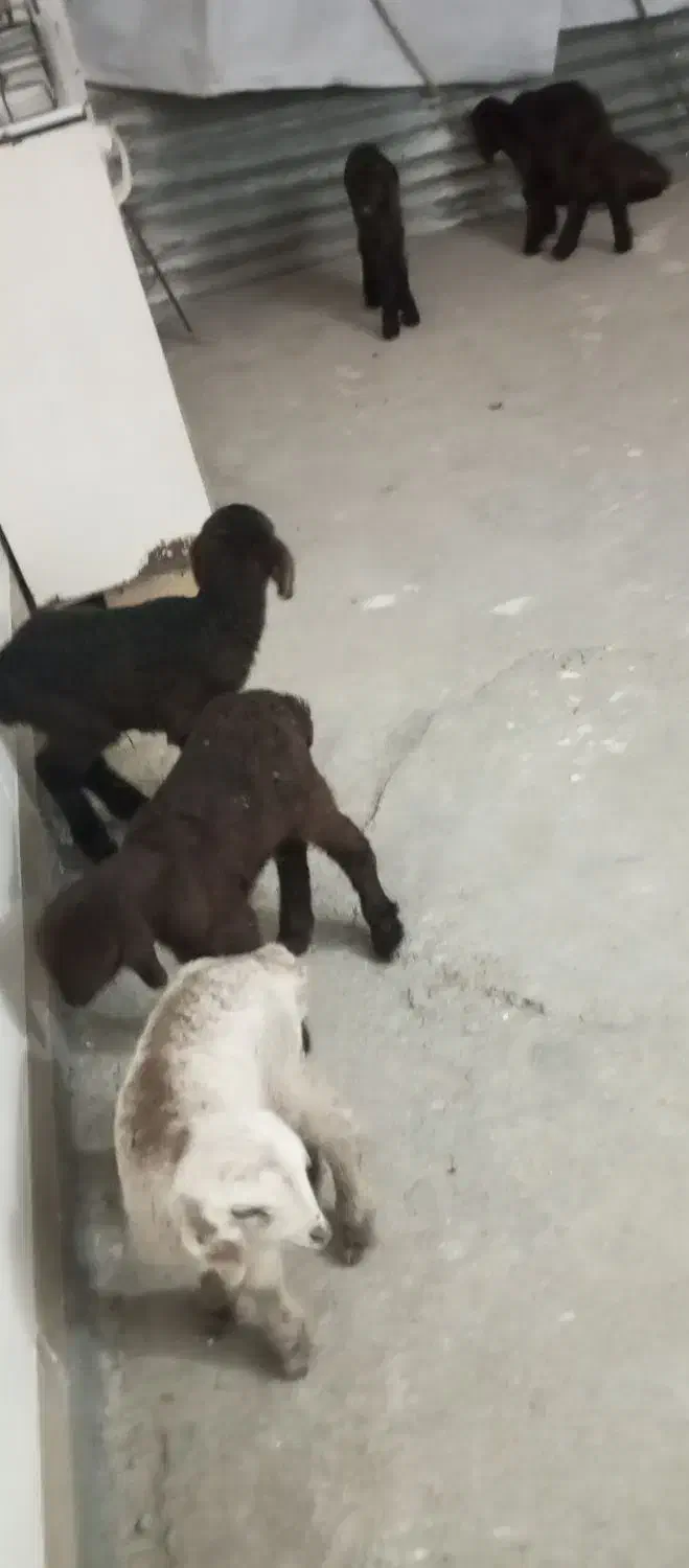 بره ماده شیری|حیوانات مزرعه|بجنورد, |دیوار