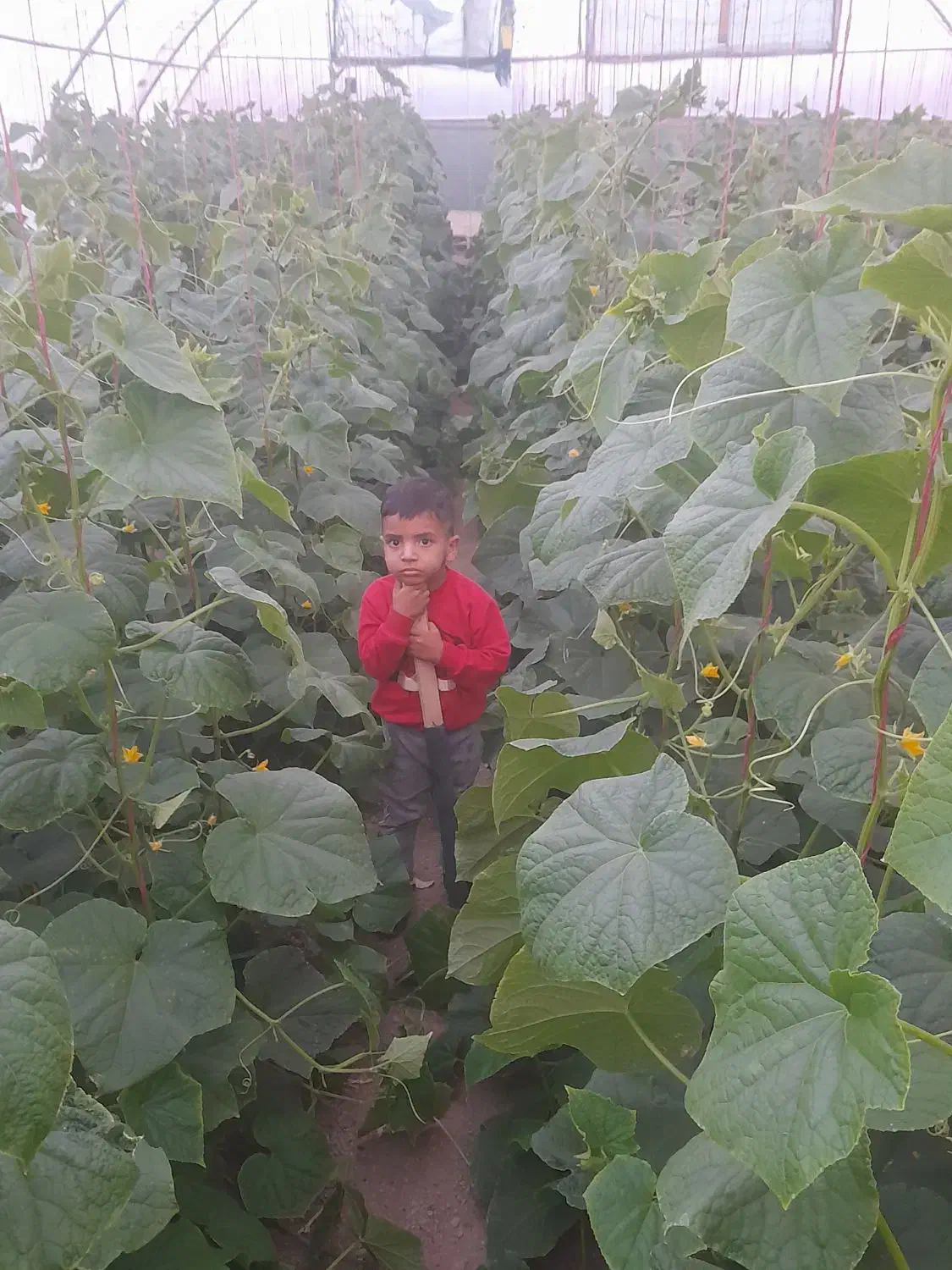 گلخانه ۳۰۰ متری|عمدهفروشی|بالا ولایت, |دیوار