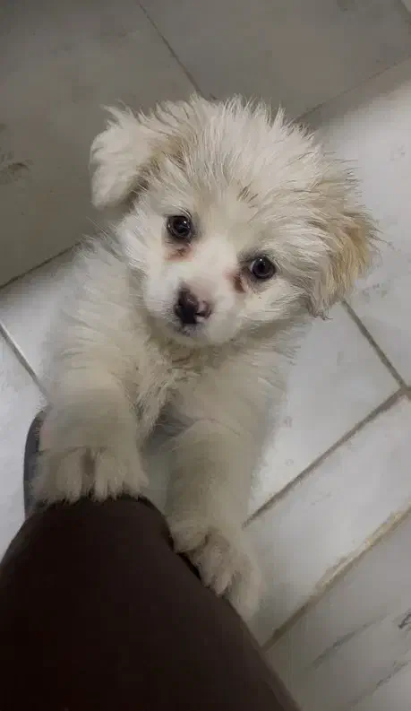 سگ پامرانین|سگ|قم, ولیعصر|دیوار