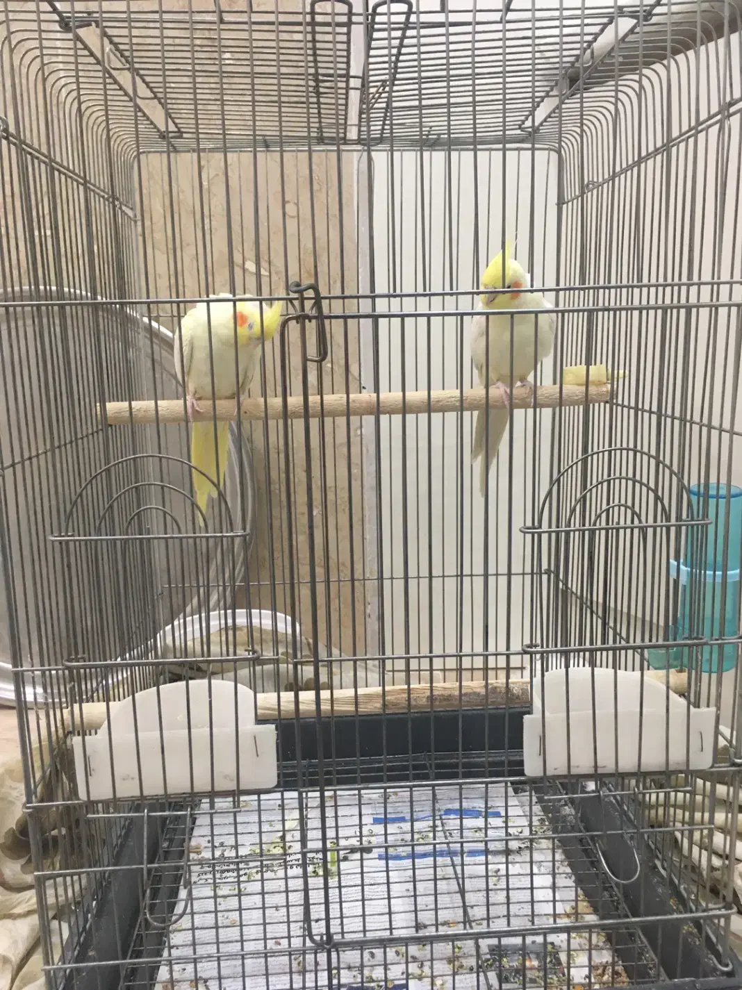 یک جفت عروس هلندی|پرنده|سبزوار, قصبه شرقی|دیوار