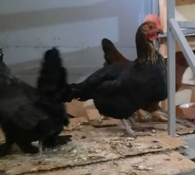 مرغ سیاه بلک|حیوانات مزرعه|تهران, والفجر (افسریه)|دیوار