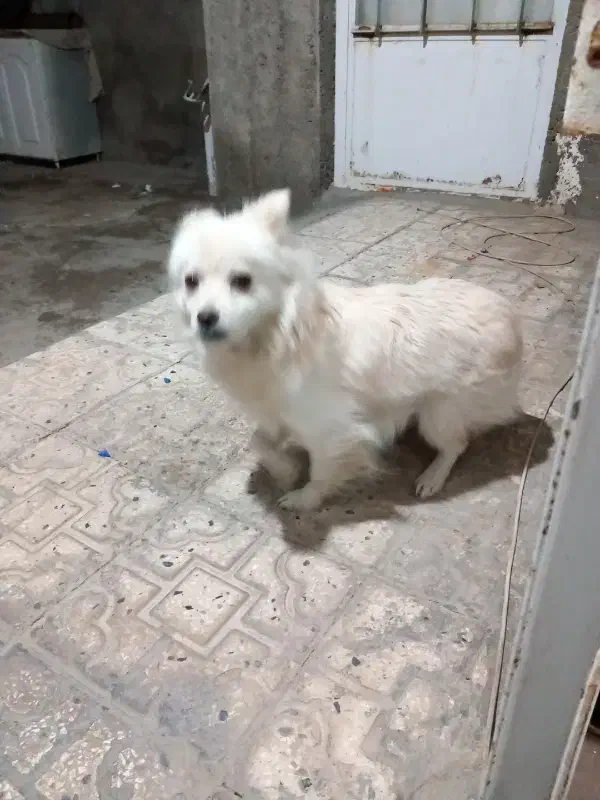 سگ پاکوتاه|سگ|خمین, |دیوار