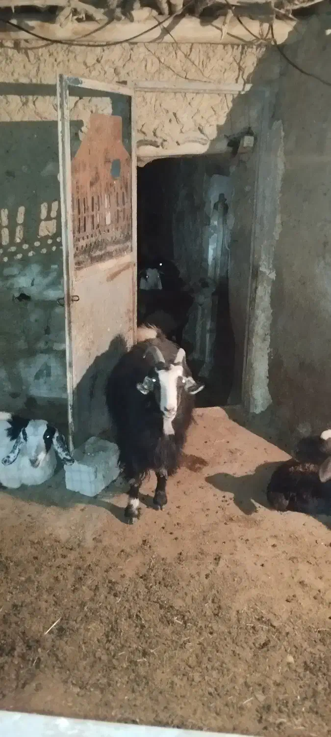 بزچاق چهارساله|حیوانات مزرعه|نهاوند, |دیوار