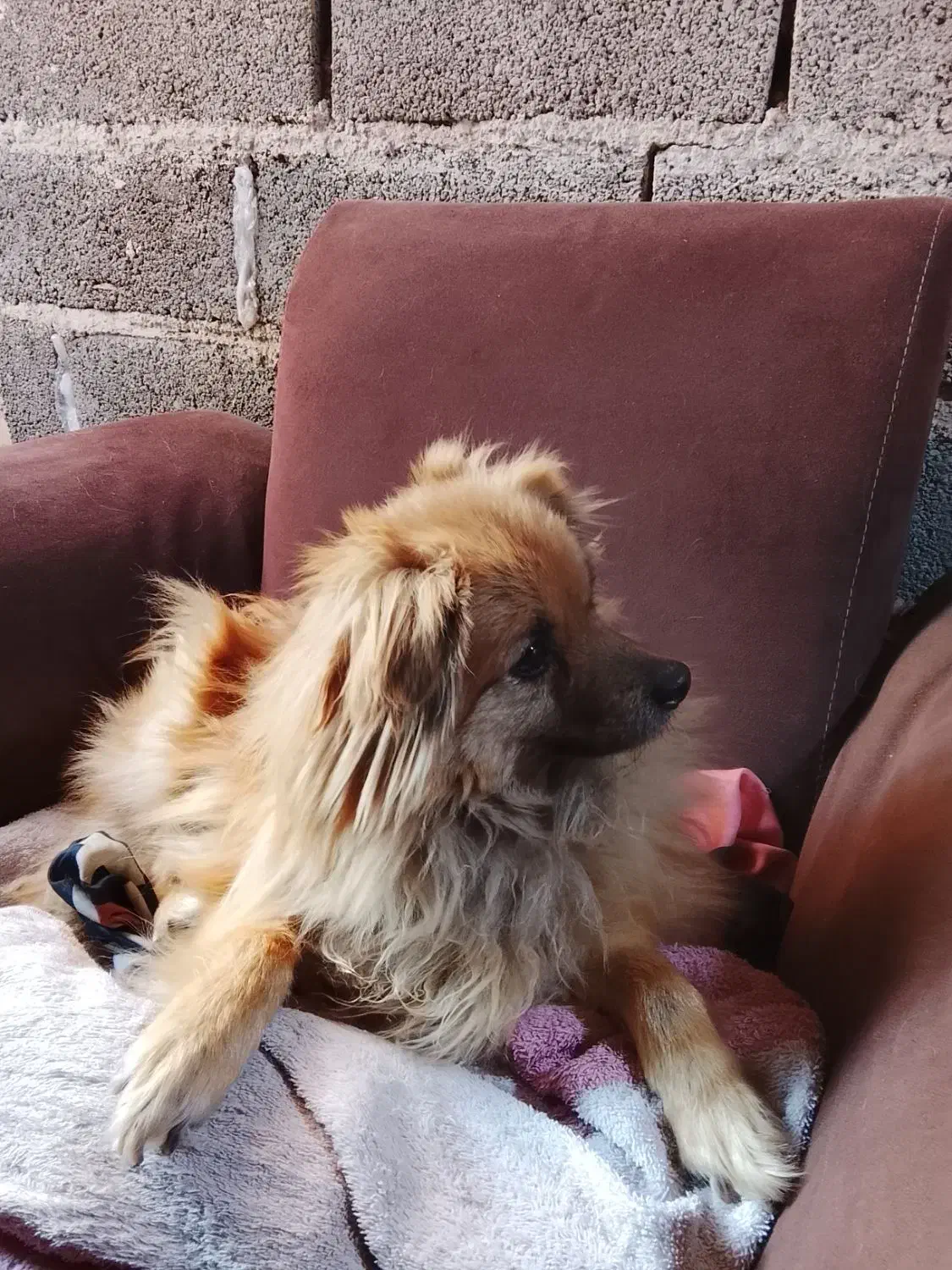 سگ پامرانین|سگ|رباطکریم, رباطکریم|دیوار