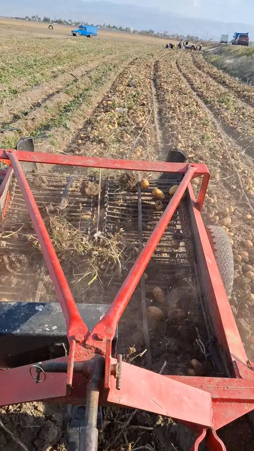 سیب زمینی اردبیل|خوردنی و آشامیدنی|نور, |دیوار