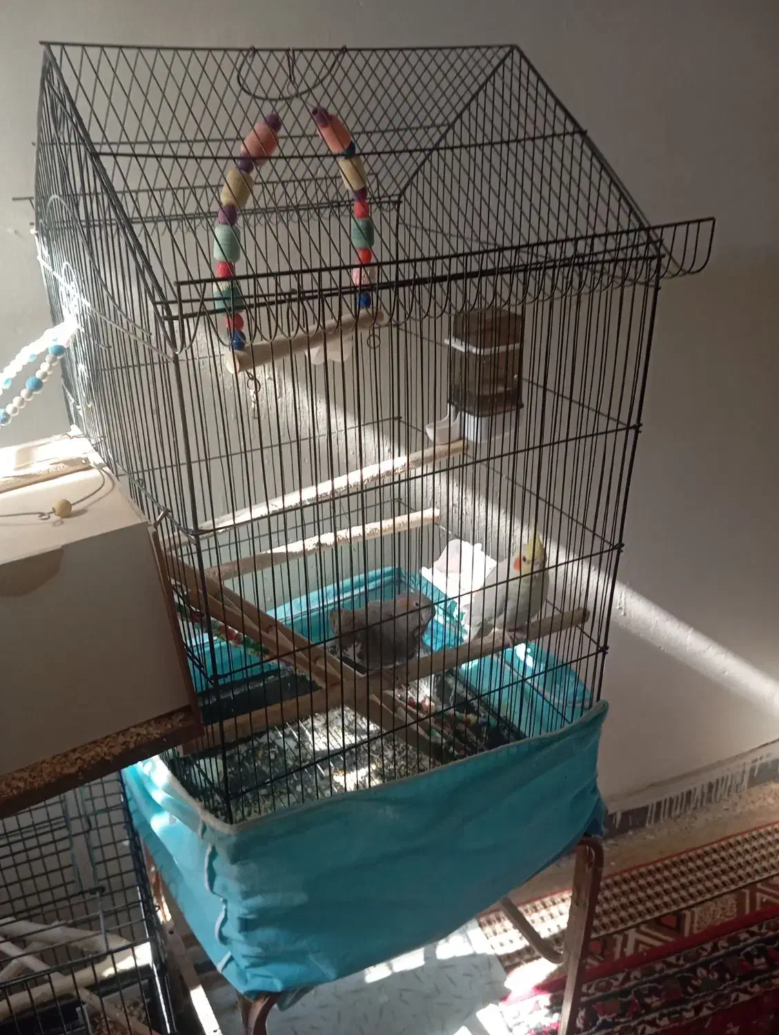 عروس هلندی مولد رو تخم|پرنده|حبیب آباد, |دیوار