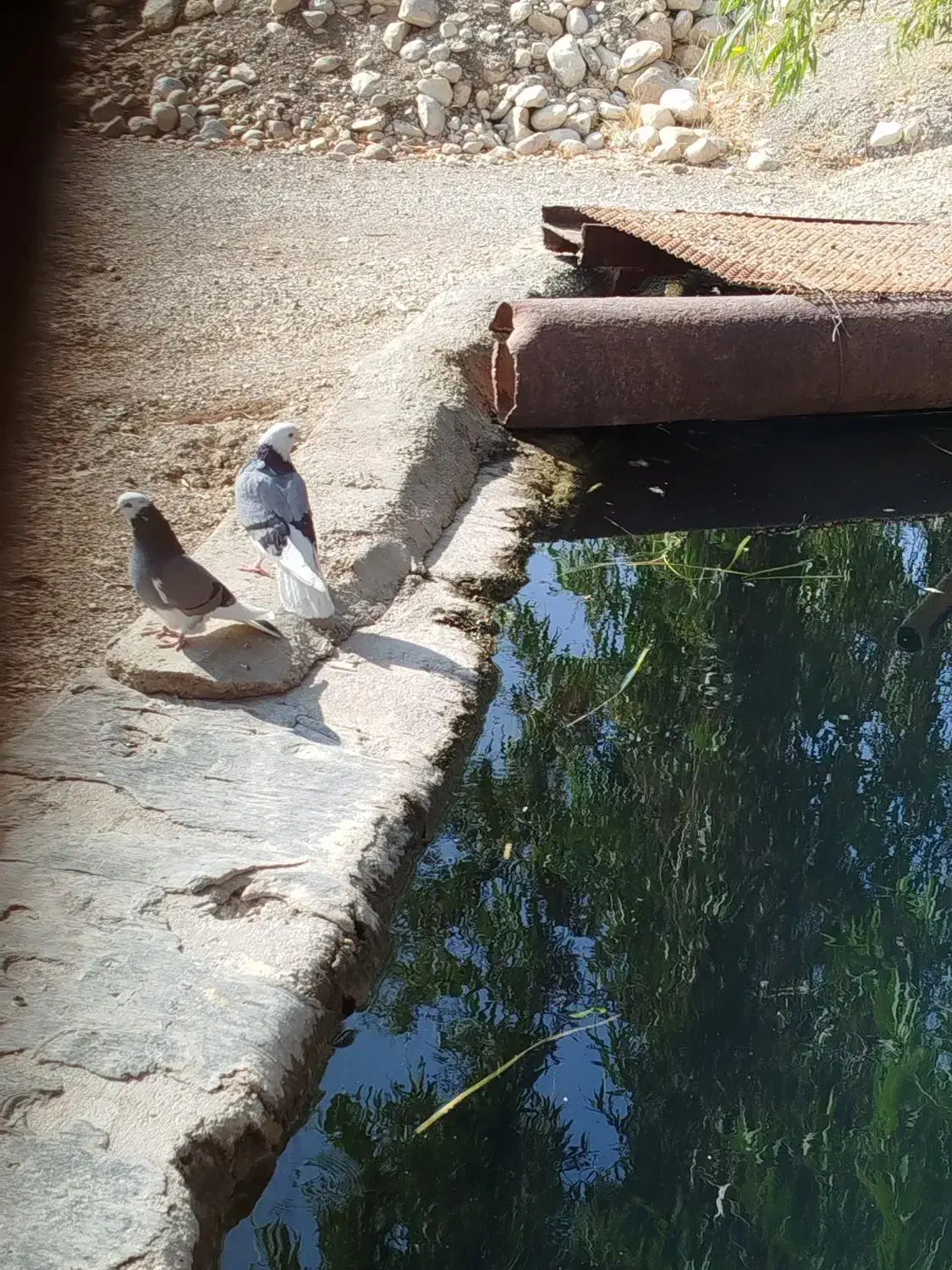 شازده|پرنده|سرپل ذهاب, |دیوار