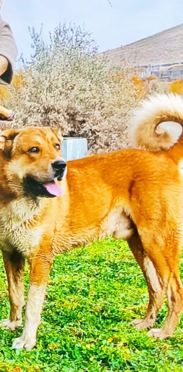 گمشده|سگ|سنندج, |دیوار