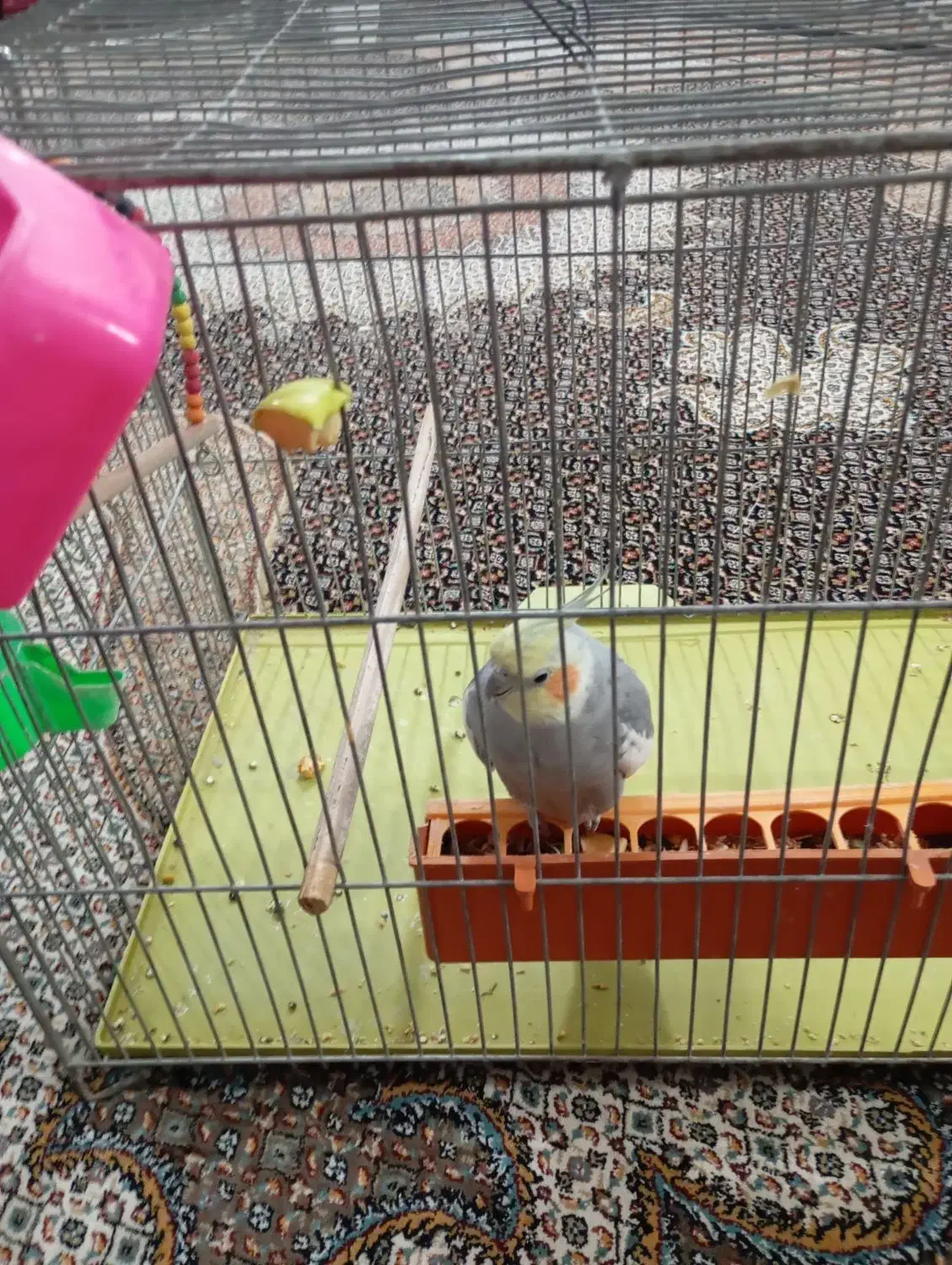 عروس هلندی کلام بالا|پرنده|خمین, |دیوار