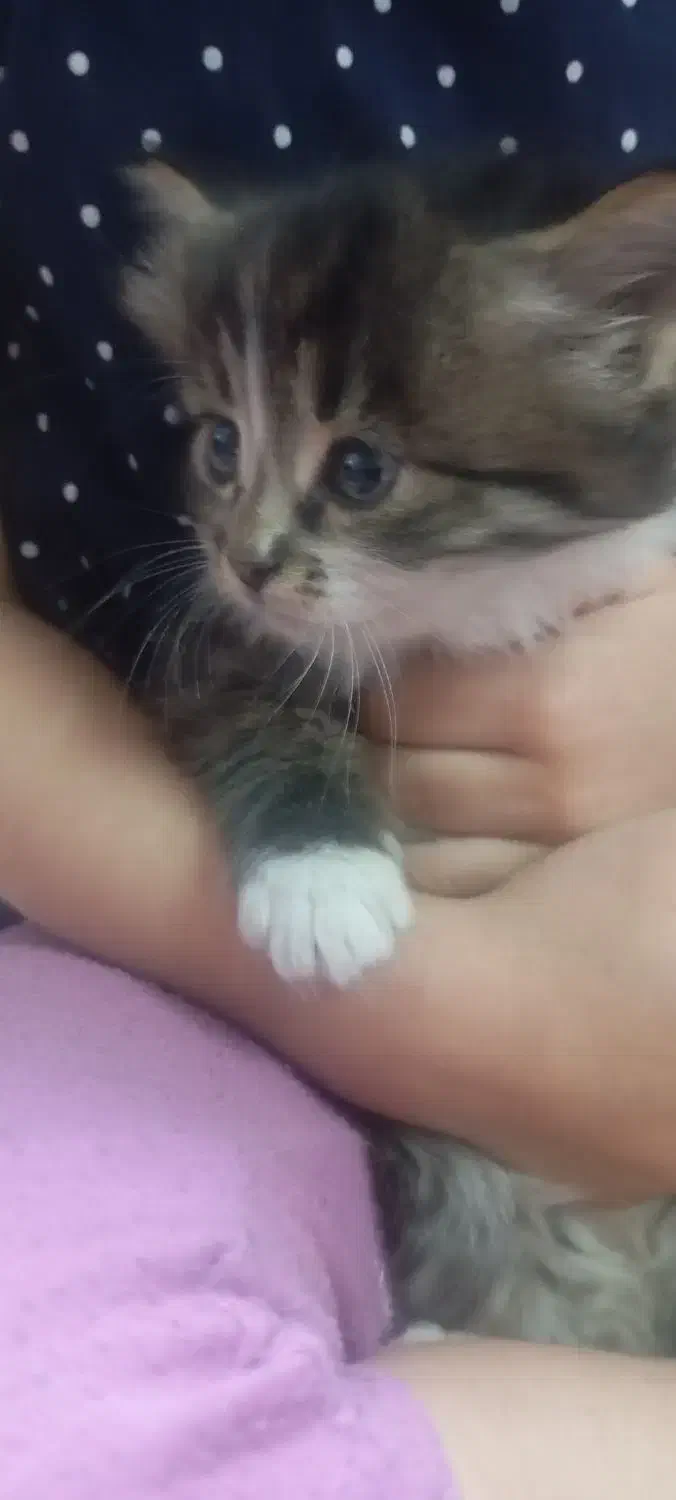 واگذاری بچه گربه پرشین|گربه|زرند, |دیوار