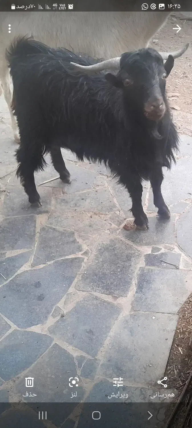 بزغاله نر|حیوانات مزرعه|ساوه, |دیوار