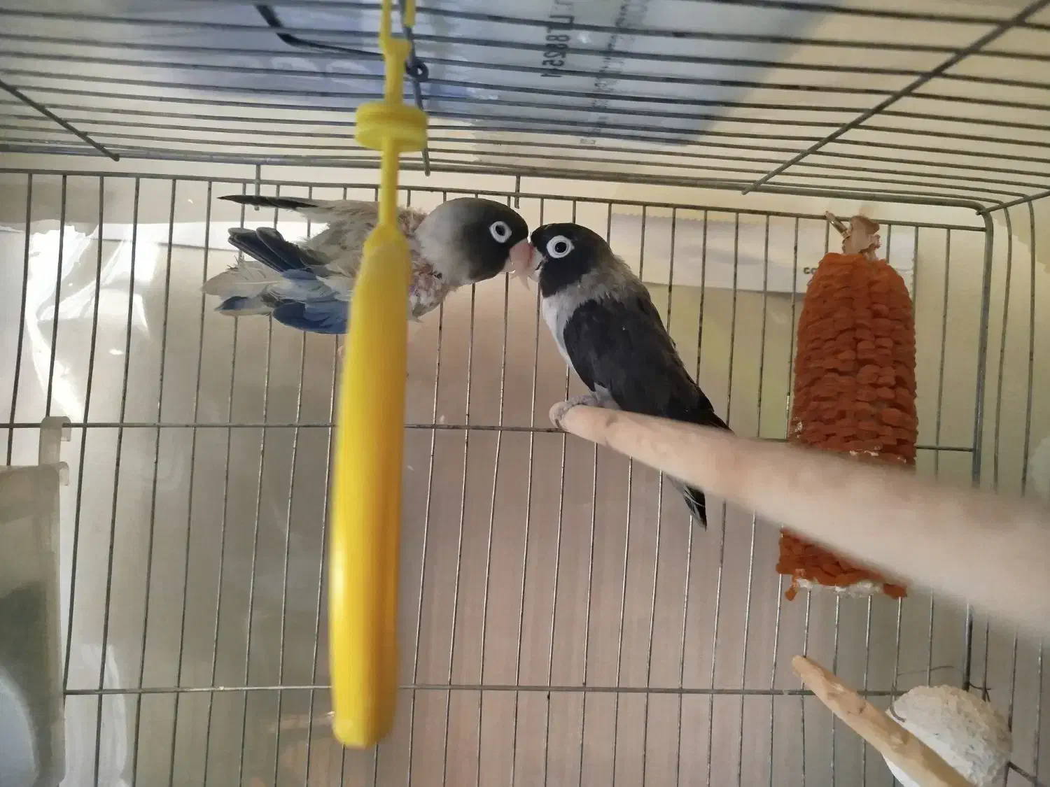 طوطی بریزیلی رنگ خاص مولد و کبوترهای زینتی خاص|پرنده|اصفهان, کوی ولی عصر|دیوار